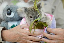 Australie: Un koala orphelin se console avec une peluche